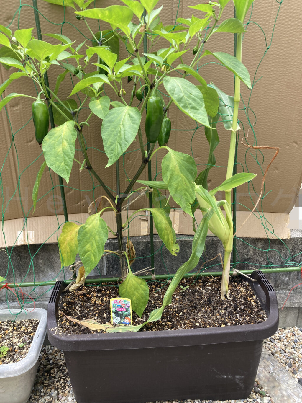 こどもピーマン、コーン７月第２週週始