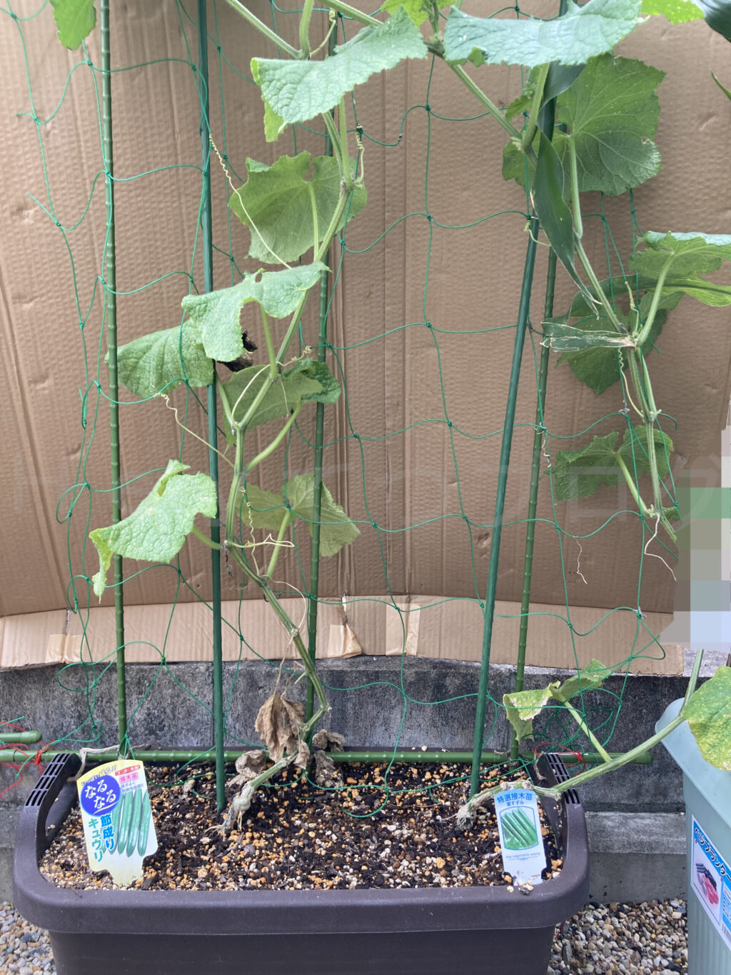 きゅうり７月第２週週始