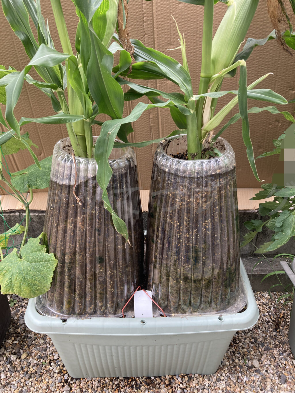 コーン７月第２週週始