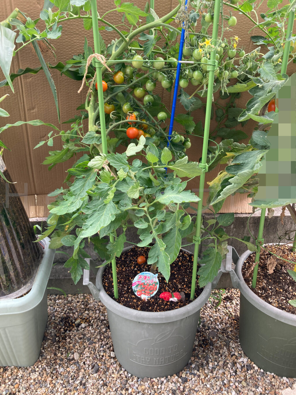 天使のトマト７月第２週週始