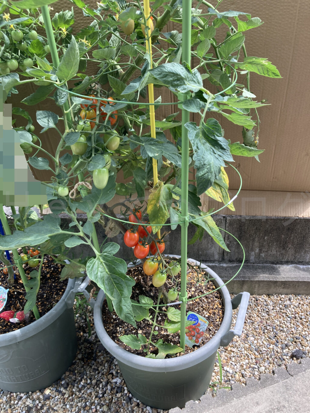 ミニトマトアイコ７月第２週週始