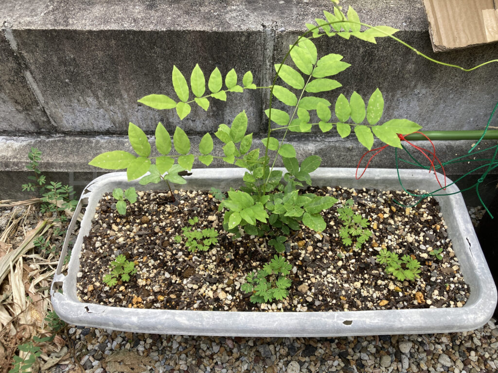 柿？の種７月第２週週始