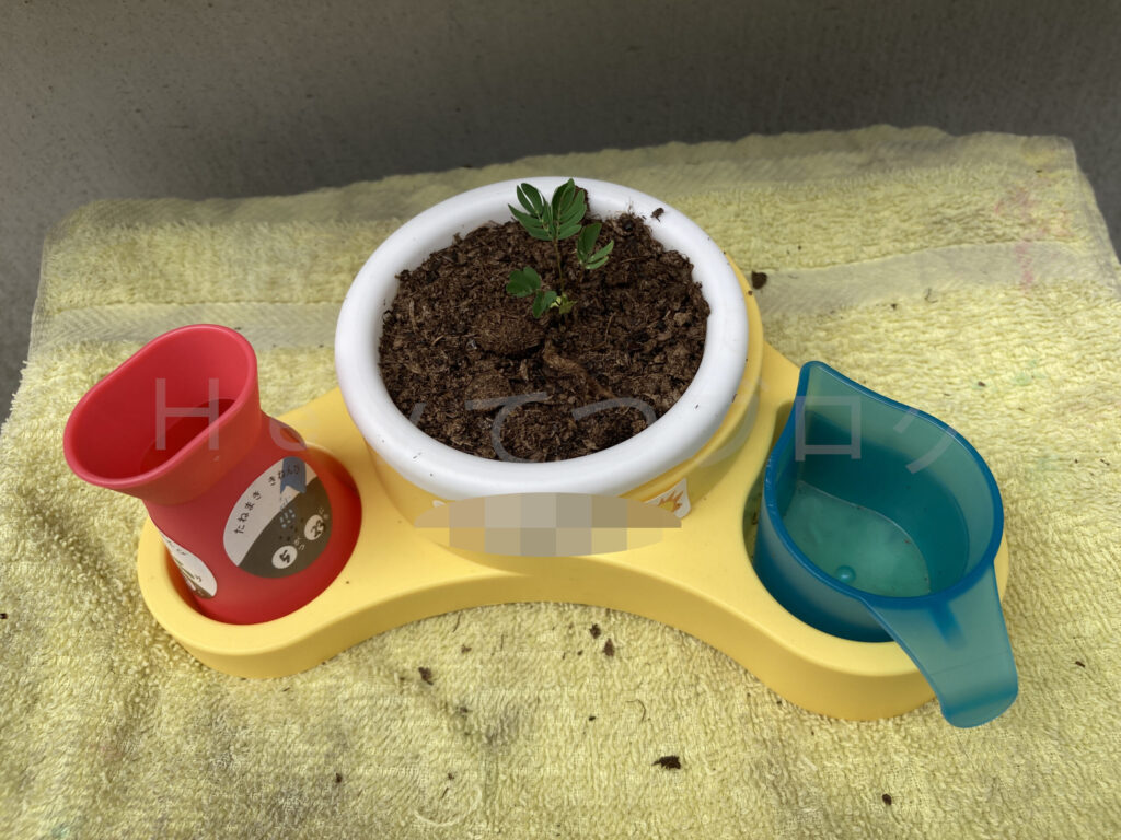 教材ミニプランター７月２週週始