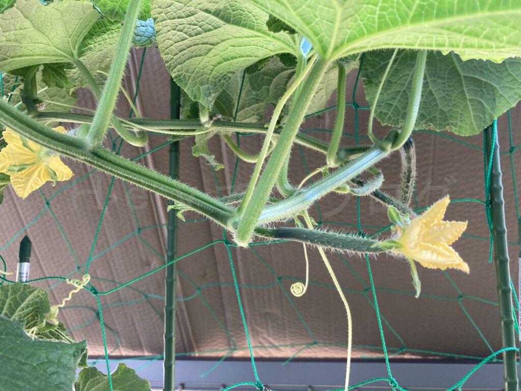 ７月２週 きゅうり成長状況２