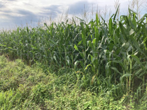 【家庭菜園】お手軽野菜で家庭菜園2024 7月2週結果