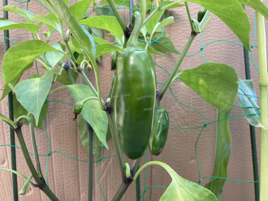 ７月２週 こどもピーマン成長状況