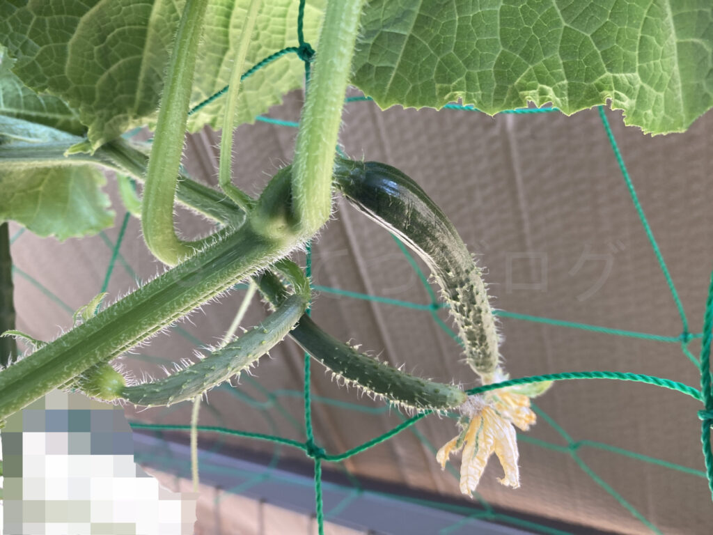 ７月２週 きゅうり成長状況１