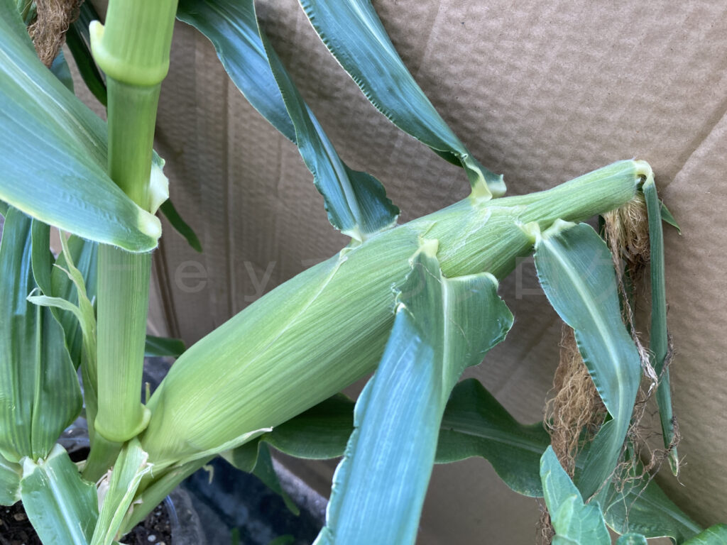 ７月２週 スイートコーン成長状況