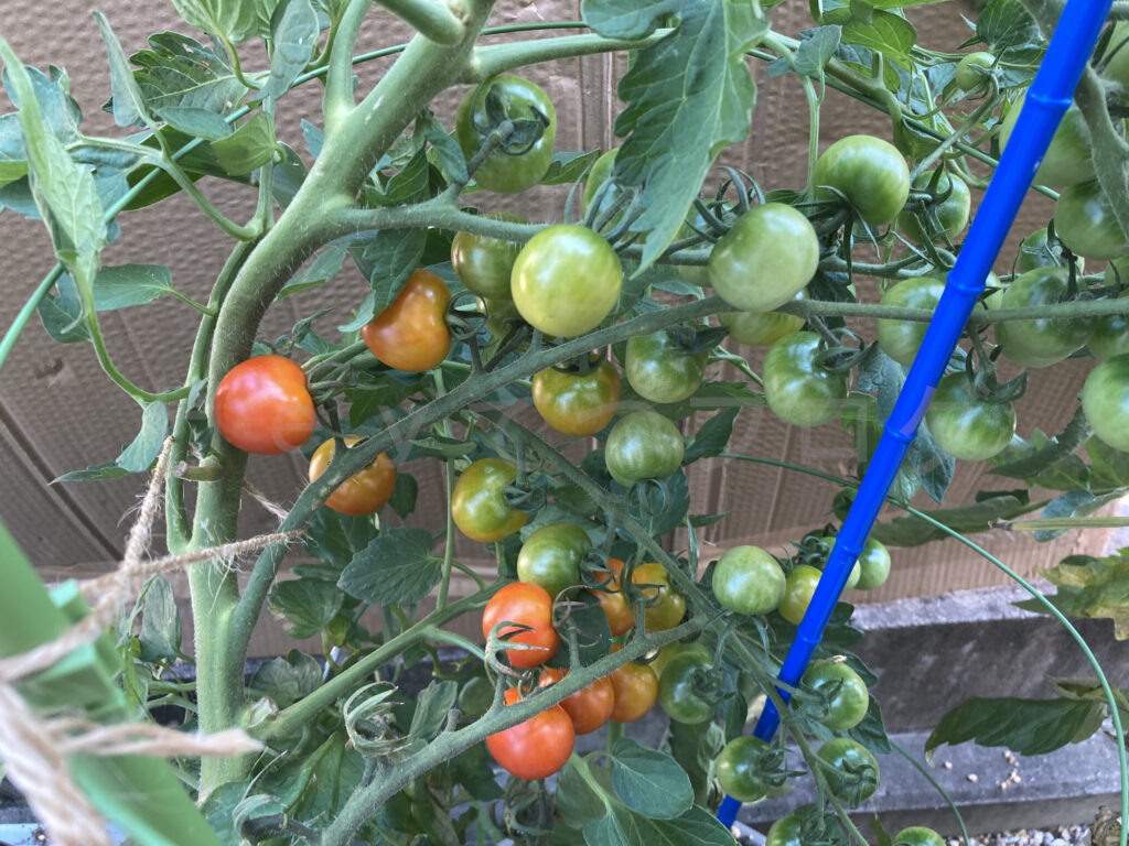 ７月２週 天使のトマト成長状況