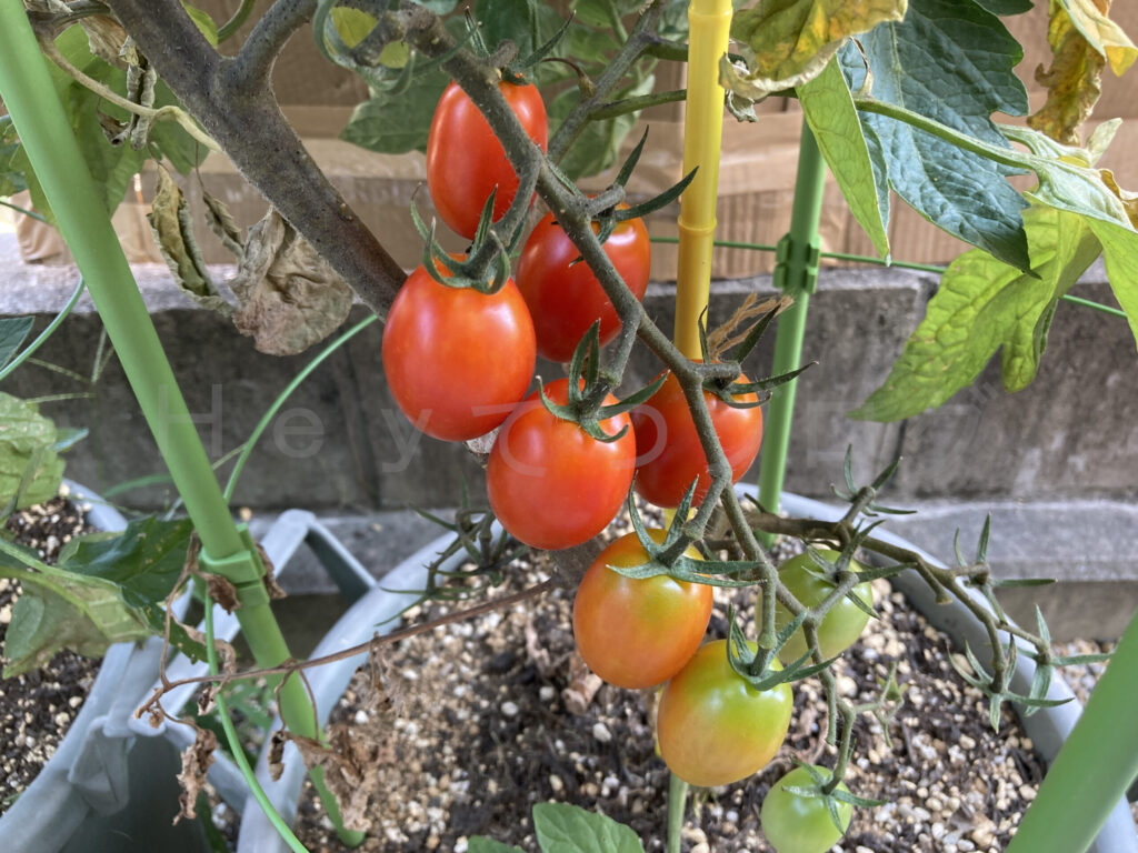 ７月２週 アイコの成長状況