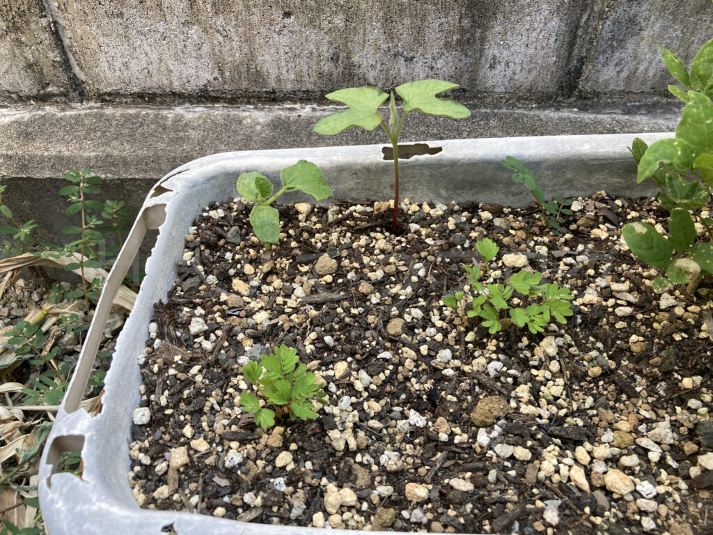 おじぎ草の他に、アサガオとメロンを追加