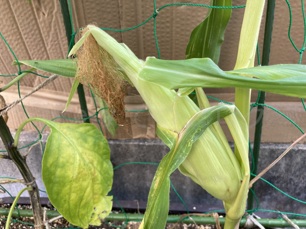 ７月２週 浅いプランターのスイートコーン成長状況