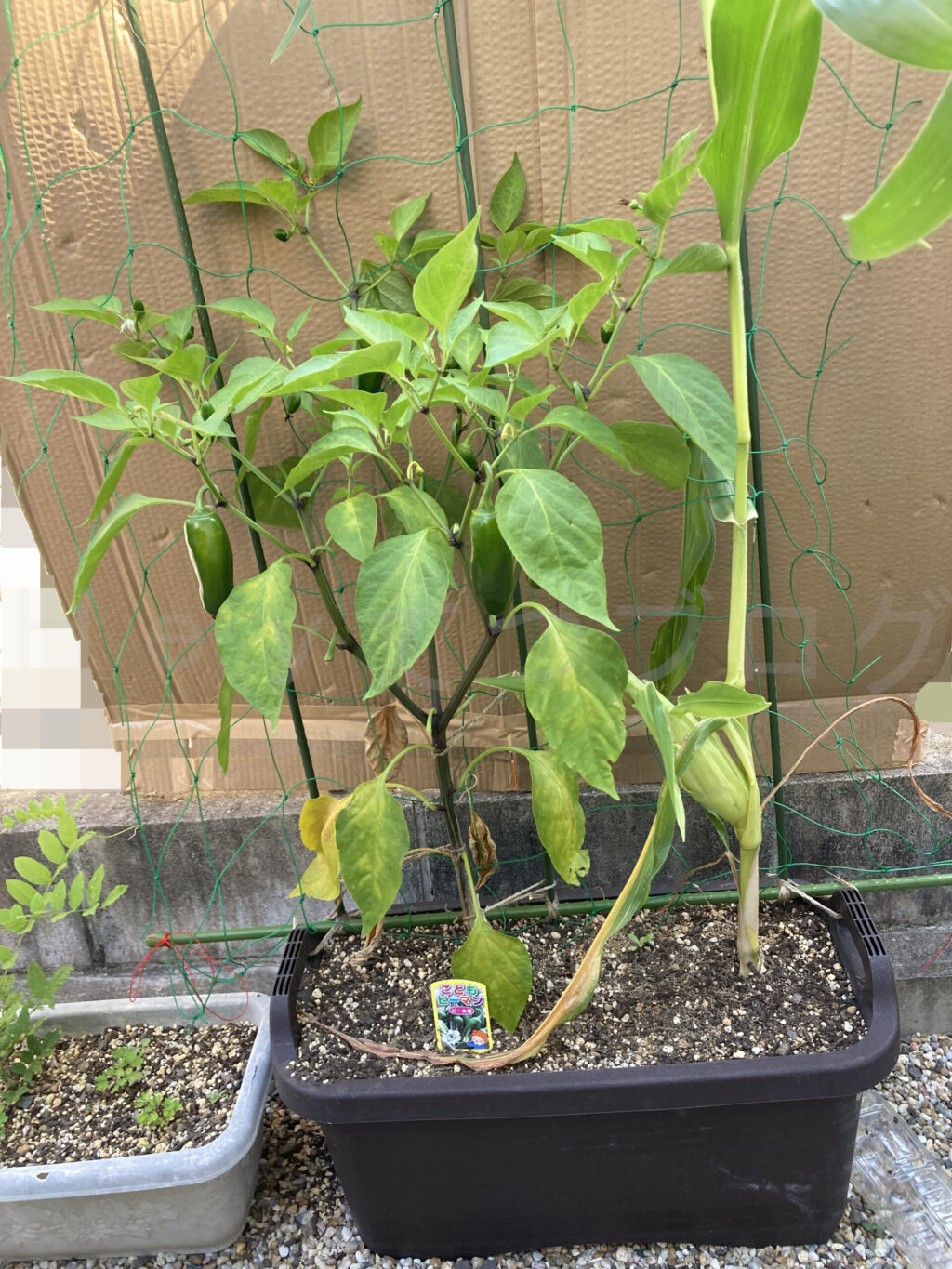 こどもピーマン、コーン７月第２週週末