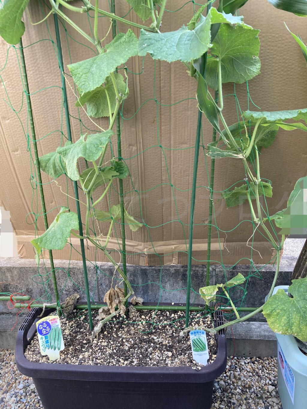 きゅうり７月第２週週末
