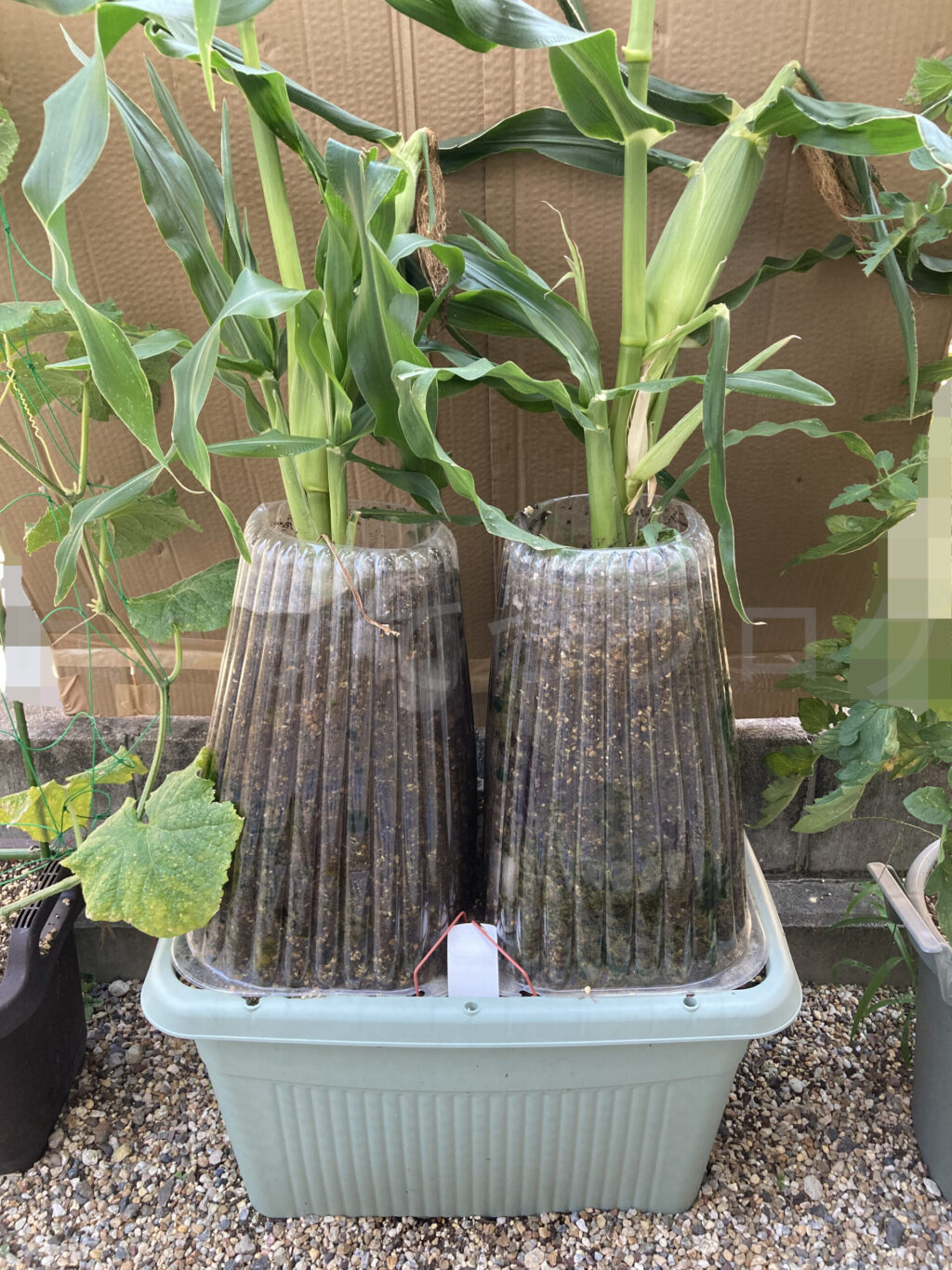 コーン７月第２週週末