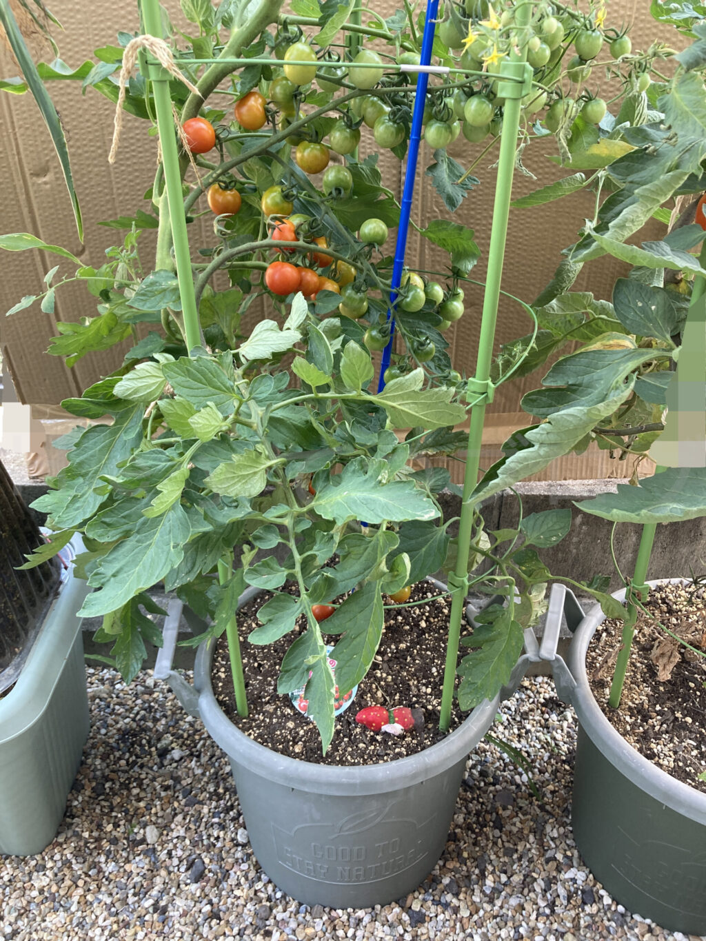 天使のトマト７月第２週週末