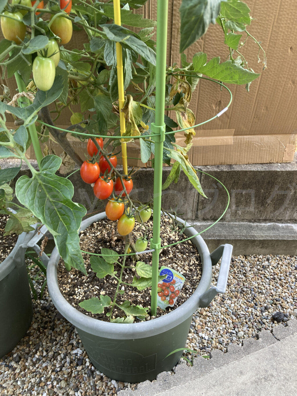 ミニトマトアイコ７月第２週週末