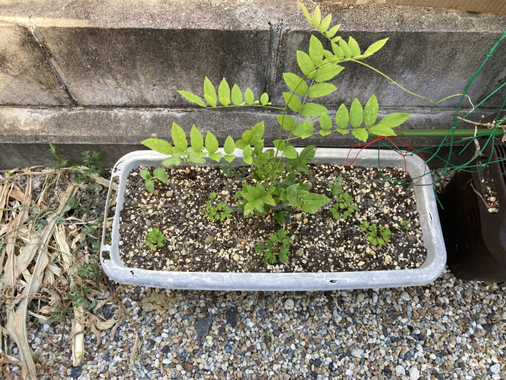 柿？の種７月第２週週末