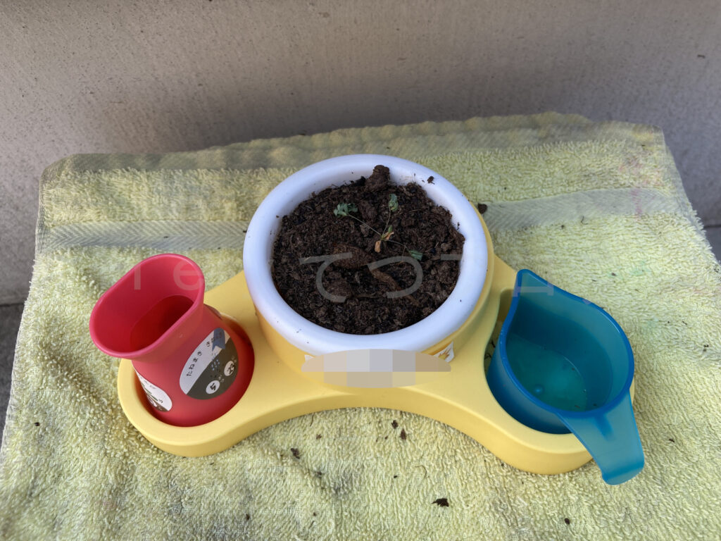 教材ミニプランター７月２週週末