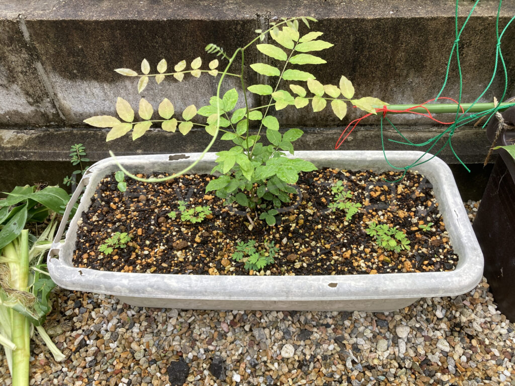 柿？の種７月第１週週始