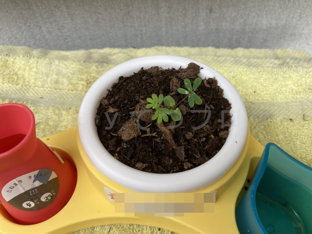 教材ミニプランター７月１週週始