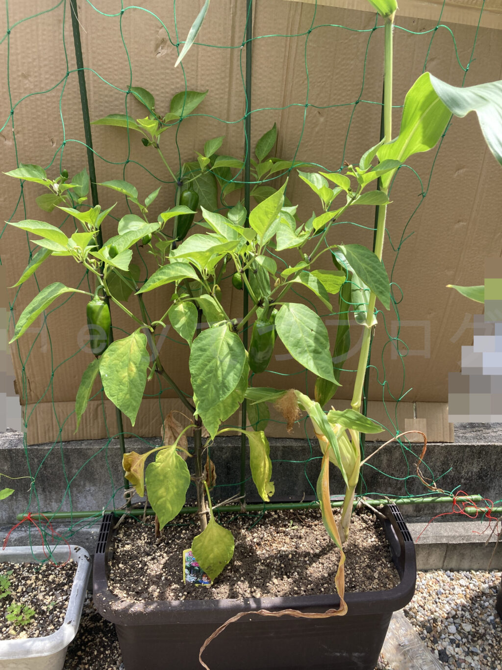 こどもピーマン、コーン７月第3週週始