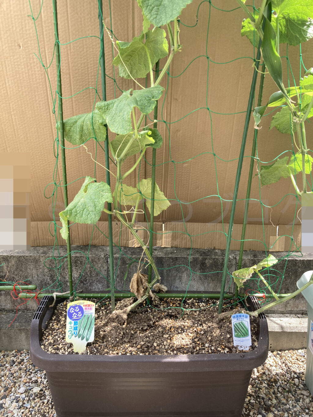 きゅうり７月第３週週始