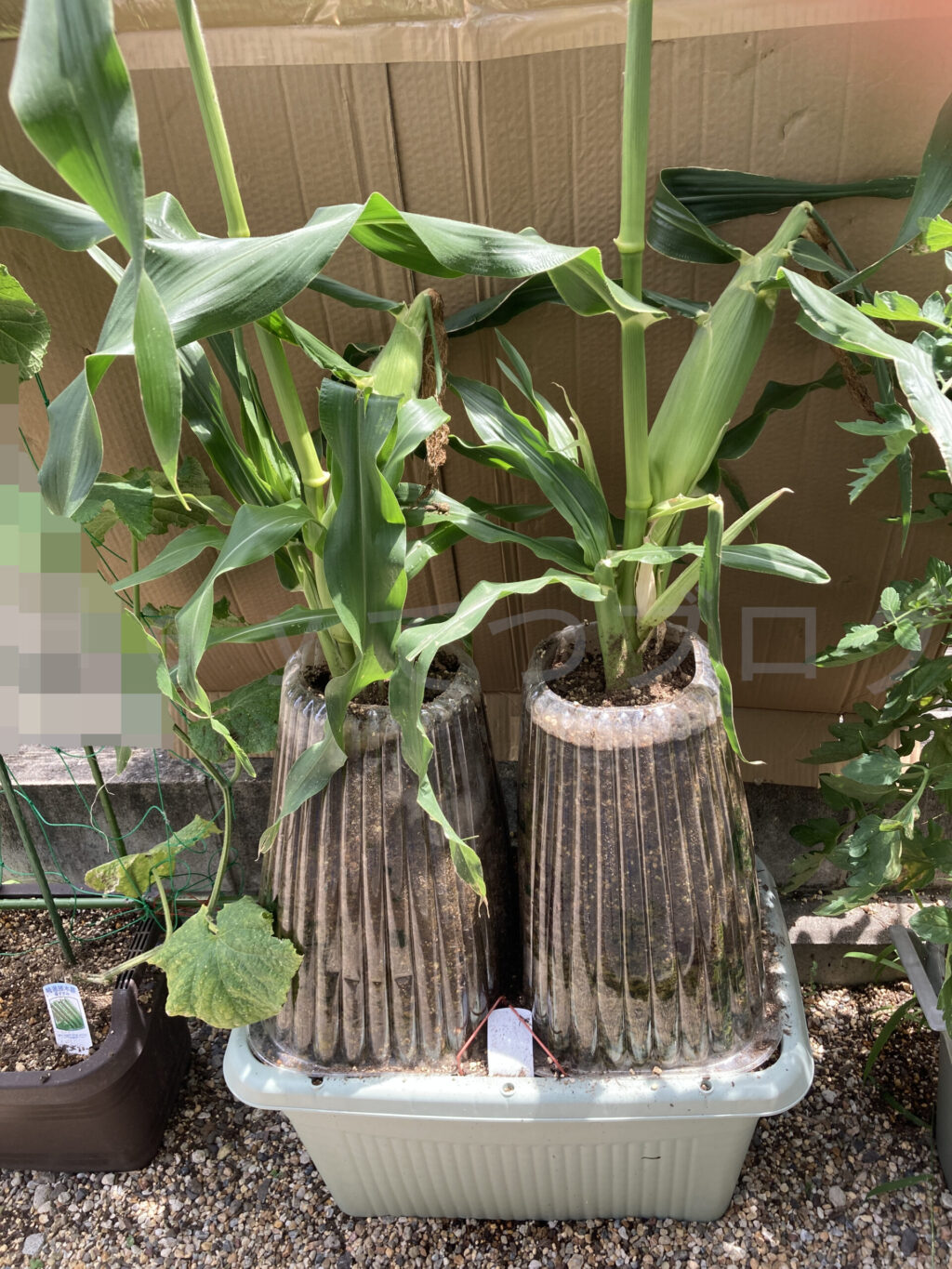 コーン７月第３週週始