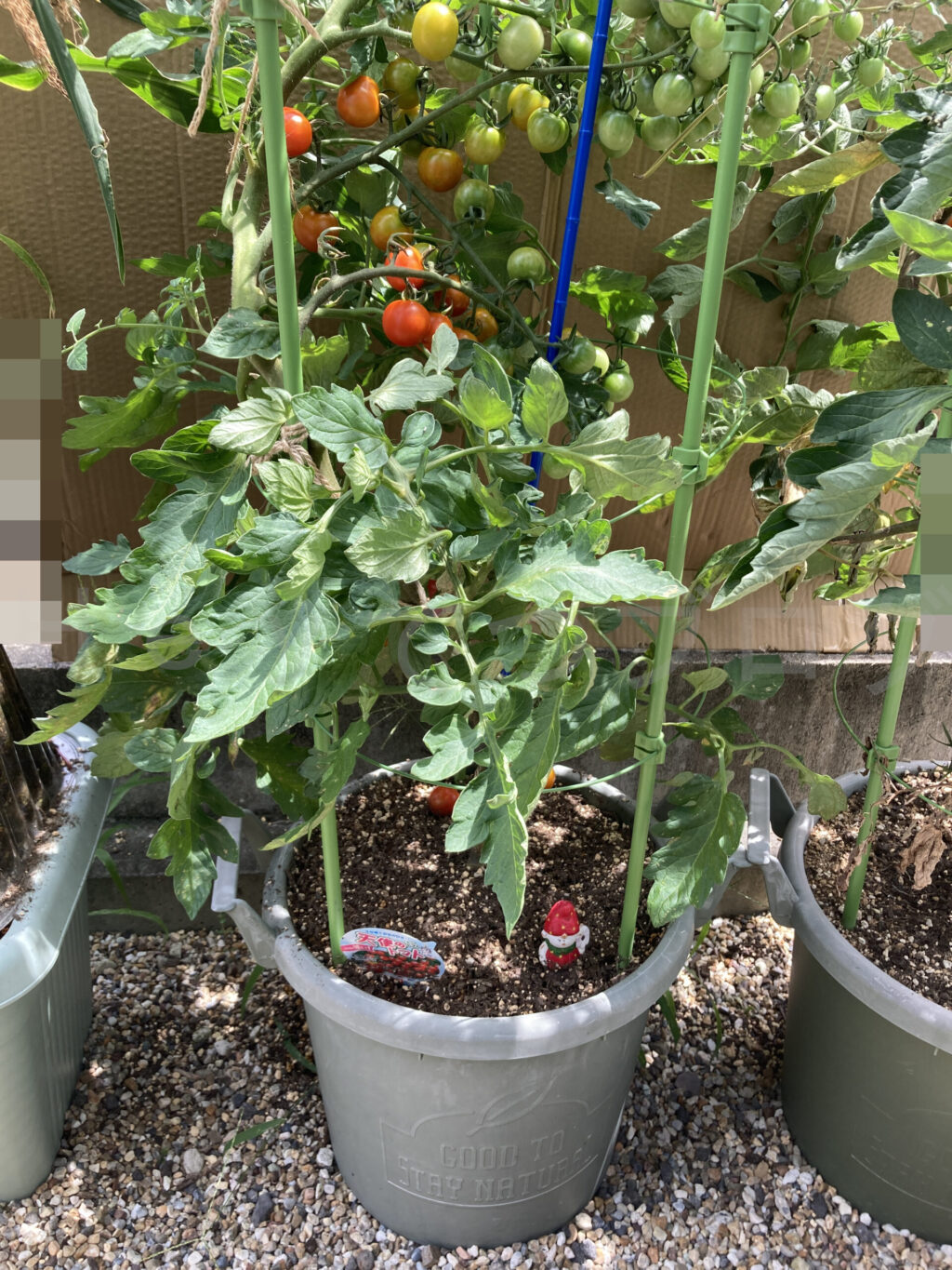 天使のトマト７月第３週週始