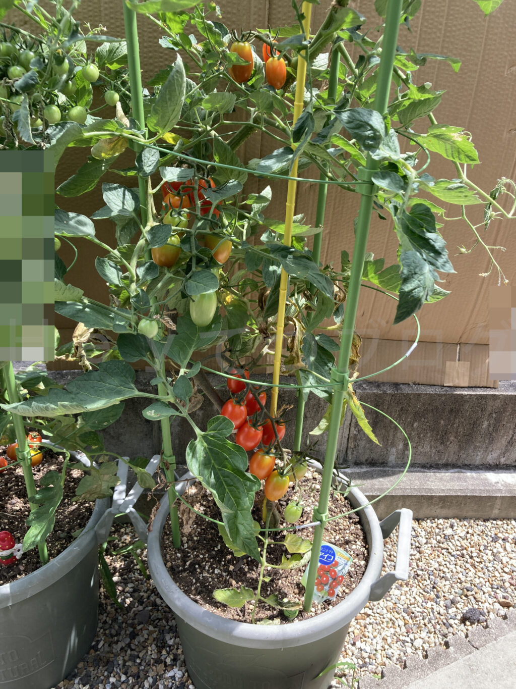 ミニトマトアイコ７月第３週週始