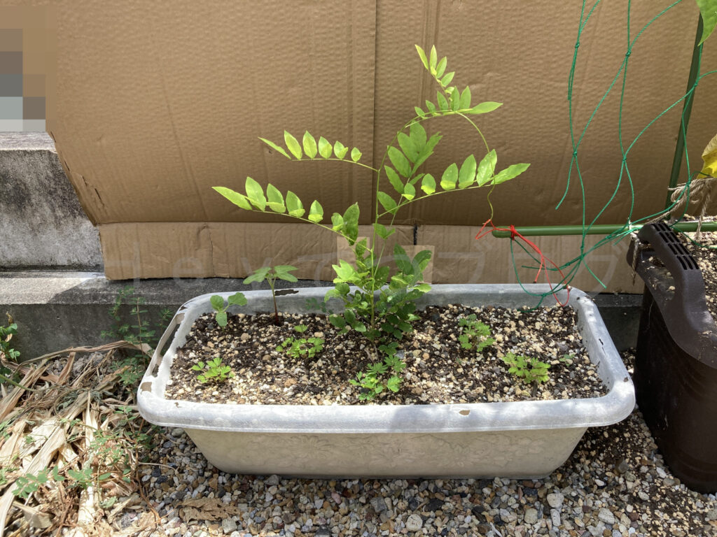 柿？の種７月第３週週始