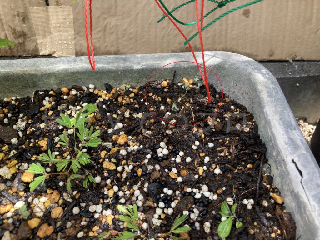 教材ミニプランター７月３週移植