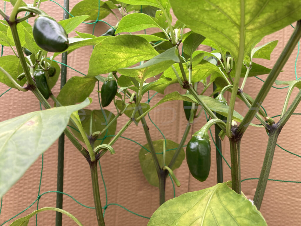 ７月第3週こどもピーマンクローズアップ