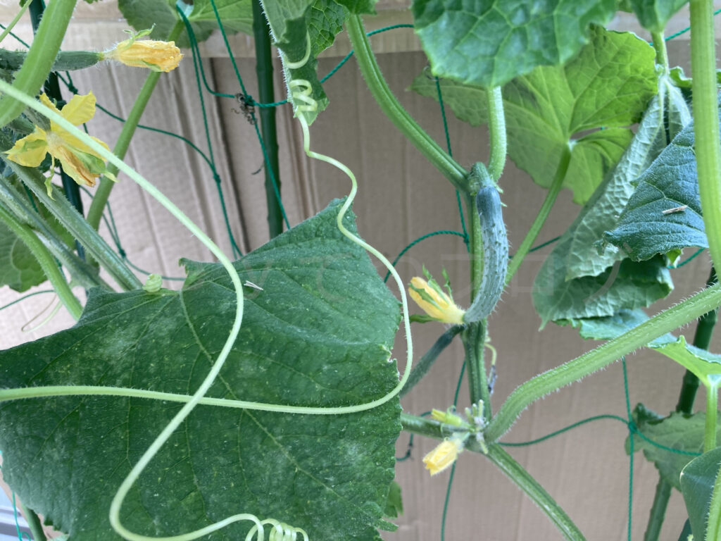 ７月３週 きゅうり成長状況２