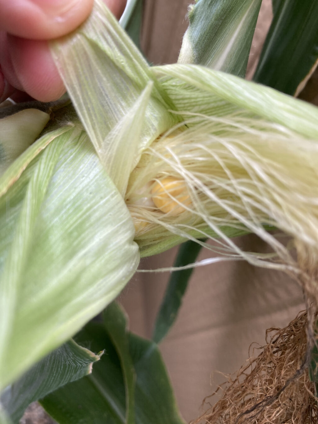 コーン７月第３週クローズアップ