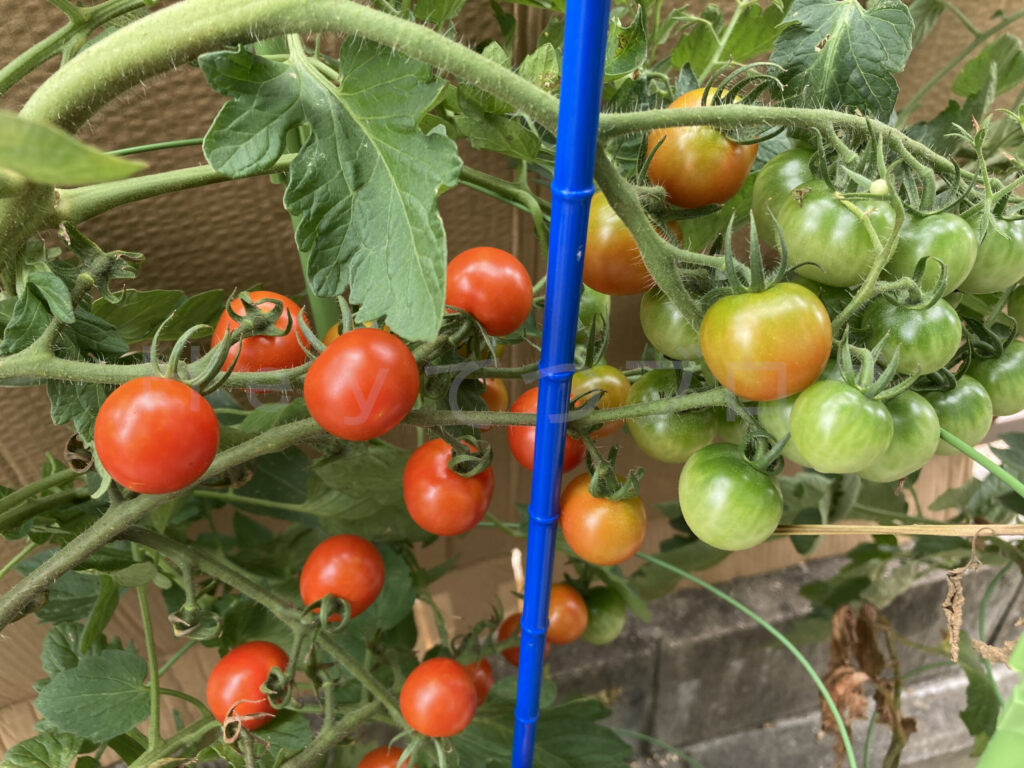 天使のトマト７月第３週クローズアップ