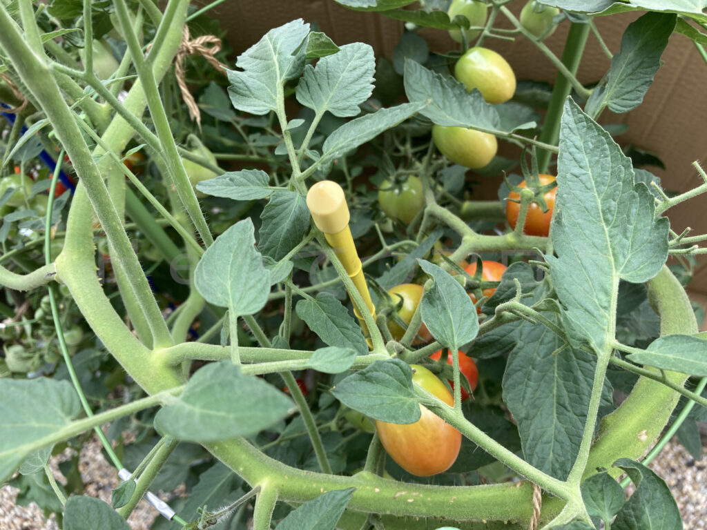 アイコ７月第３週クローズアップ