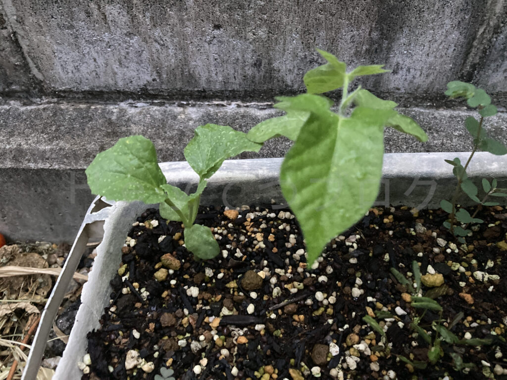 アサガオとメロンの成長が順調