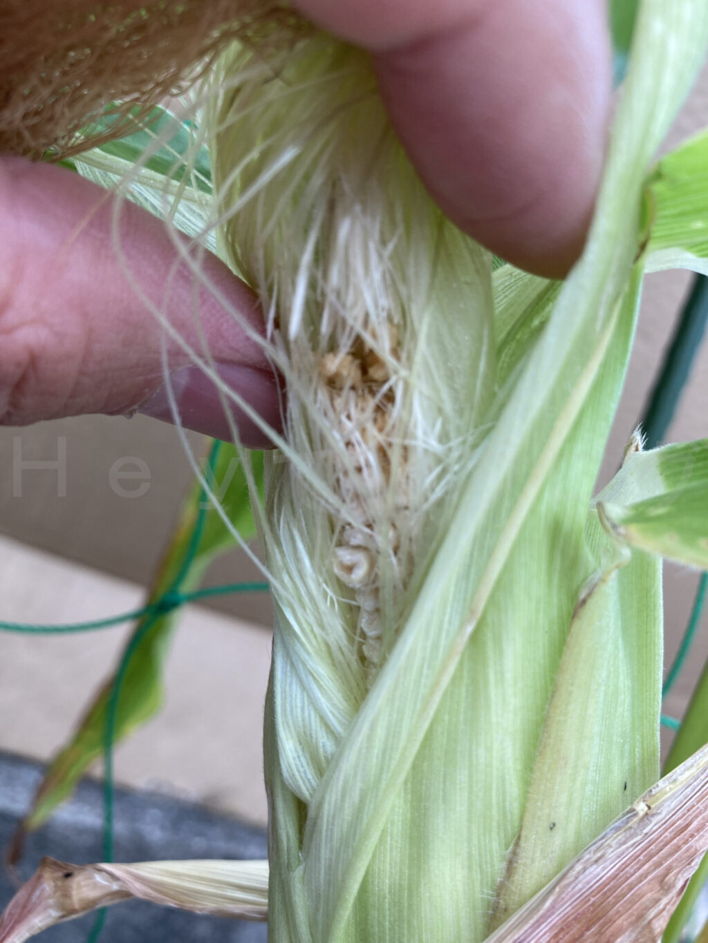 こどもピーマン、コーン７月第３週コーンクローズアップ