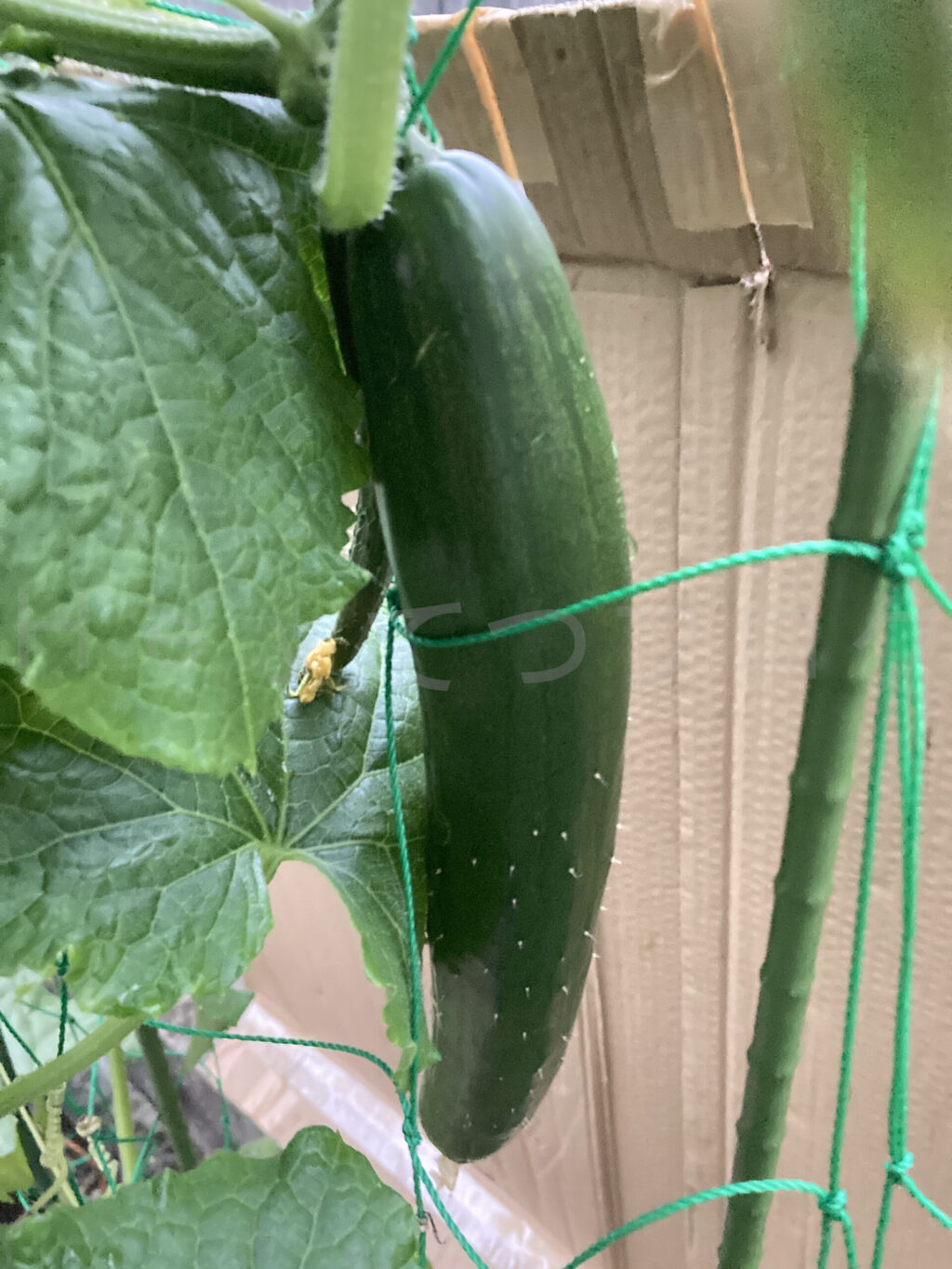 ７月３週 きゅうり成長状況