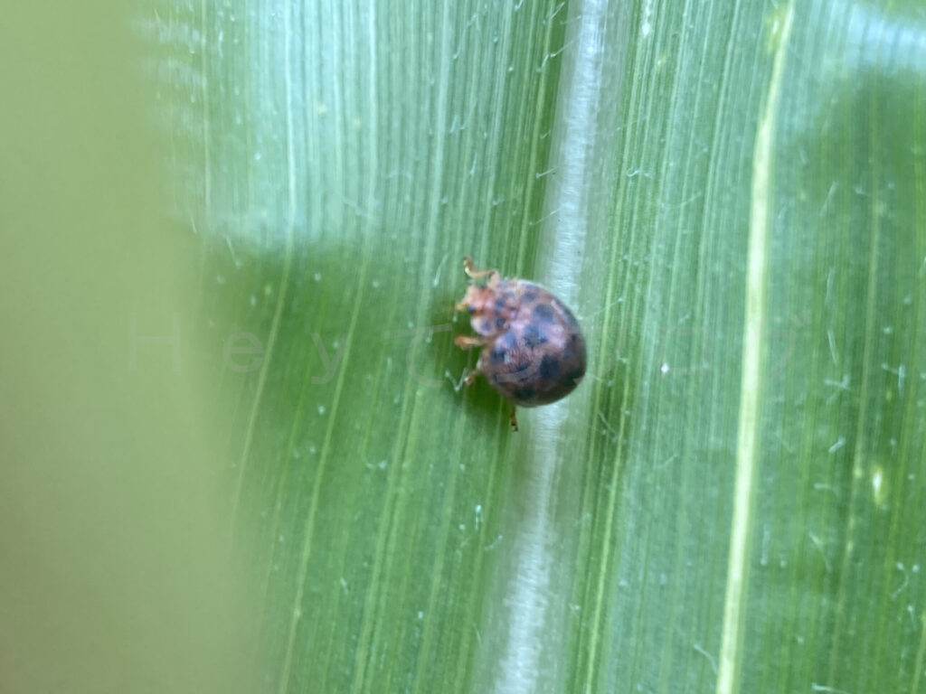 テントウムシダマシ