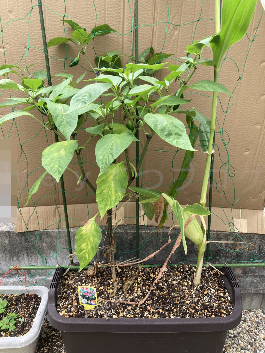 こどもピーマン、コーン７月第３週週末