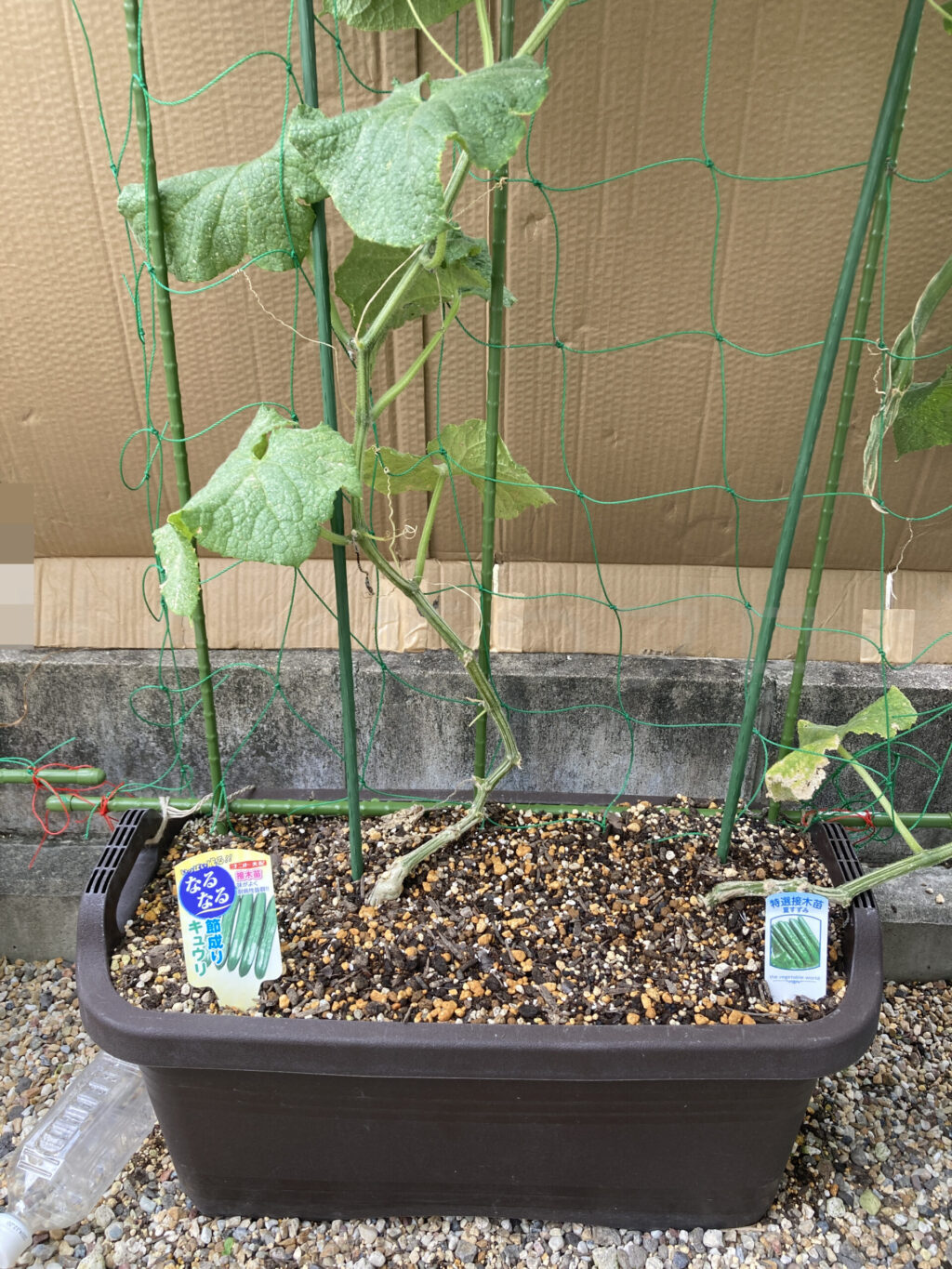 きゅうり７月第３週週末