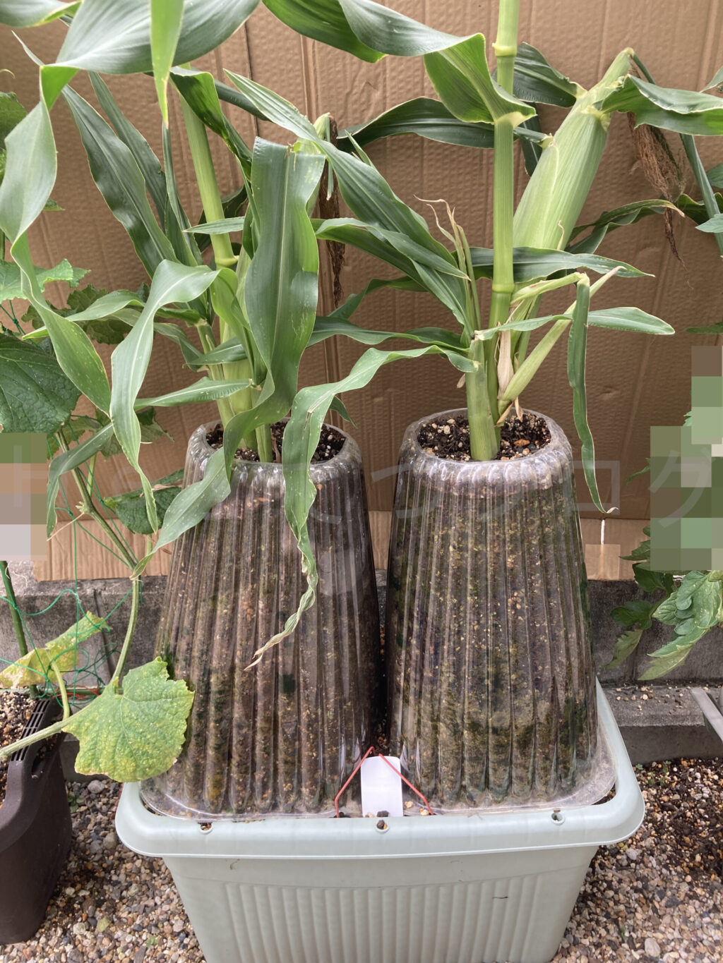 コーン７月第３週週末