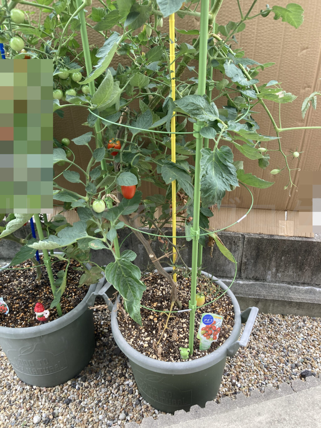 ミニトマトアイコ７月第３週週末