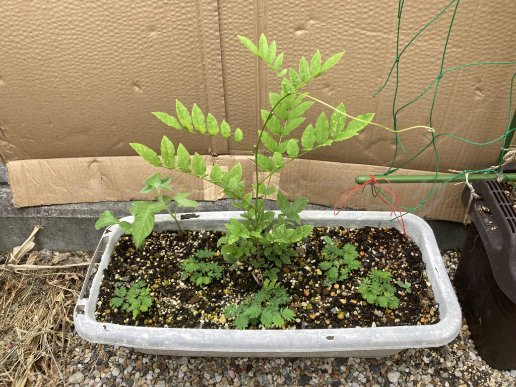 柿？の種７月第３週週末