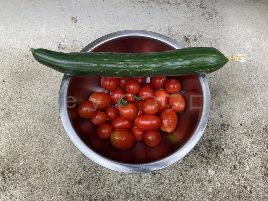 ７月第４週 今週の収穫０３