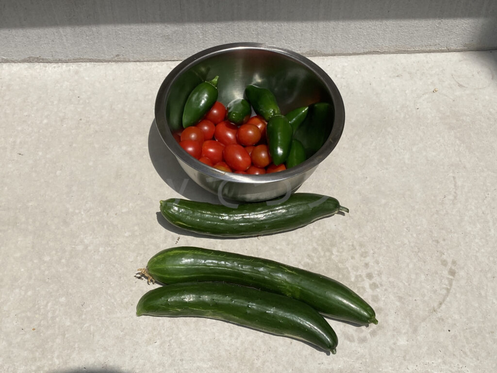 ７月第４週 今週の収穫０２