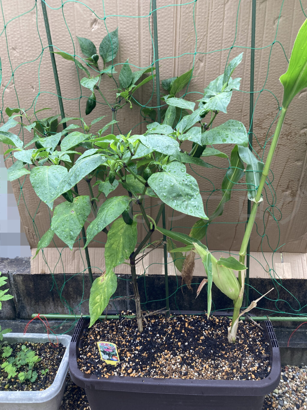 こどもピーマン、コーン７月第４週週始め