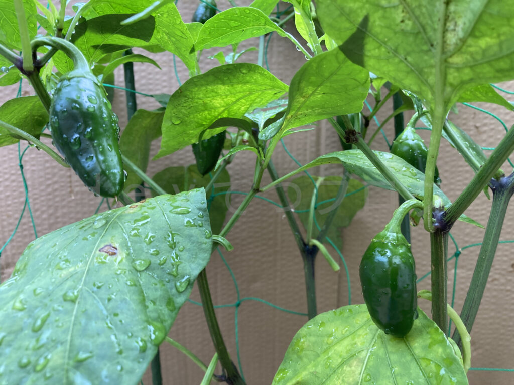 こどもピーマン、コーン７月第４週ピーマン成長状況